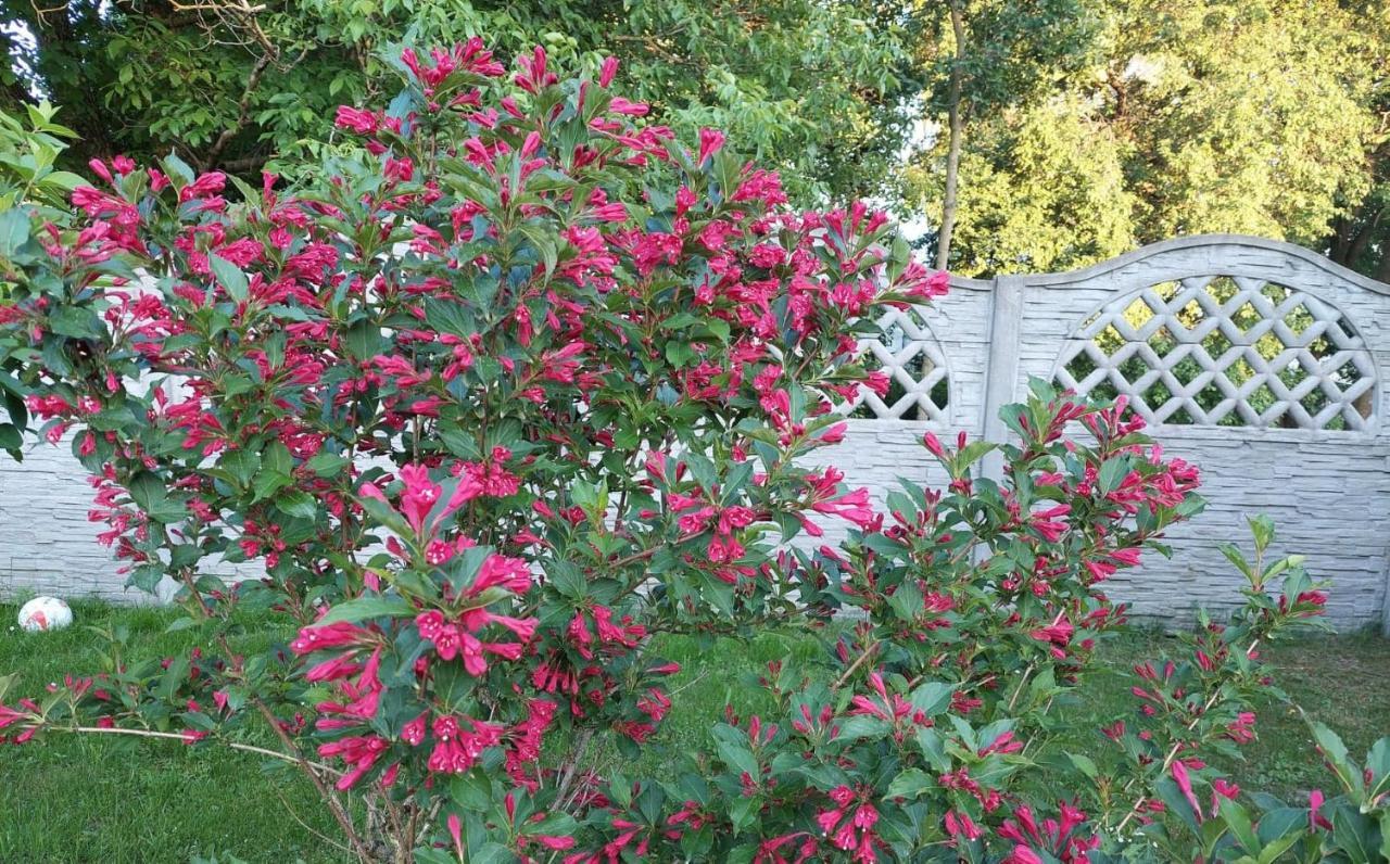 Magnolia Gospodarstwo Agroturystyczne 卡齐米日-多尔尼 外观 照片