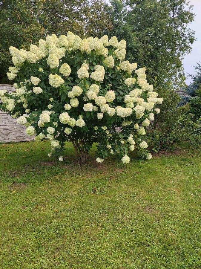 Magnolia Gospodarstwo Agroturystyczne 卡齐米日-多尔尼 外观 照片